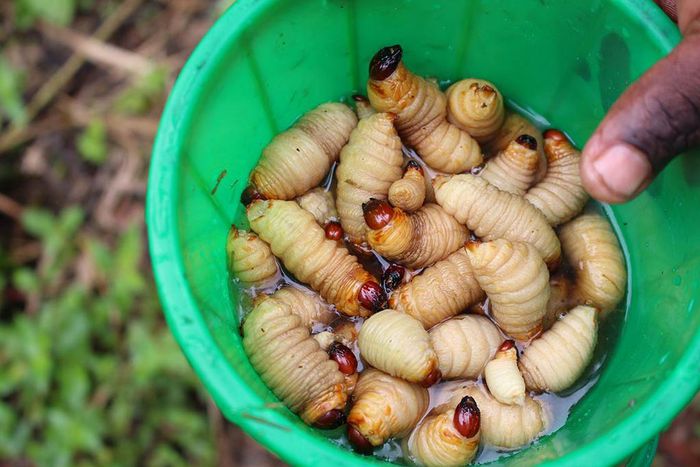Palm Weevil larvae - Unconventional foods that Nigerians eat
