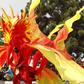Calabar carnival