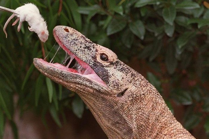 Show me the money: Tourists could be forced to shell out $500 to enter the national park where komodo dragons live, if one Indonesian governor gets his way