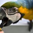 A blue and yellow macaw (Ara ararauna) snacks at a Caracas apartment
