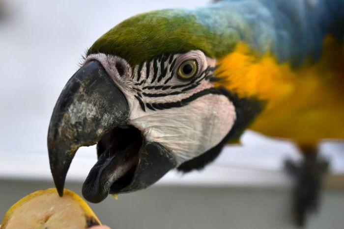 A blue and yellow macaw (Ara ararauna) snacks at a Caracas apartment