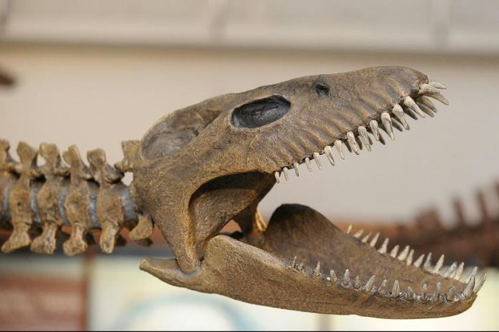 A reproduction of the skeleton of a 65-million-year-old plesiosaur marine reptile discovered in cretaceous rocks in Argentine Patagonia