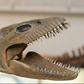 A reproduction of the skeleton of a 65-million-year-old plesiosaur marine reptile discovered in cretaceous rocks in Argentine Patagonia