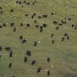 A herd of wild buffaloes roam a game reserve in the Chobe district of northern Botswana in September 2018