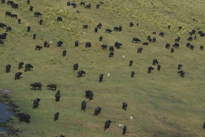 A herd of wild buffaloes roam a game reserve in the Chobe district of northern Botswana in September 2018