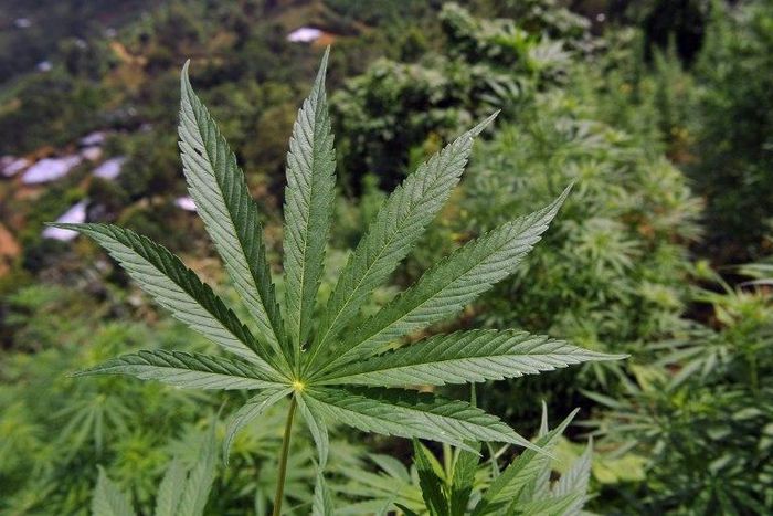 Several countries have decriminalised the use of cannabis, and some have legalised its use