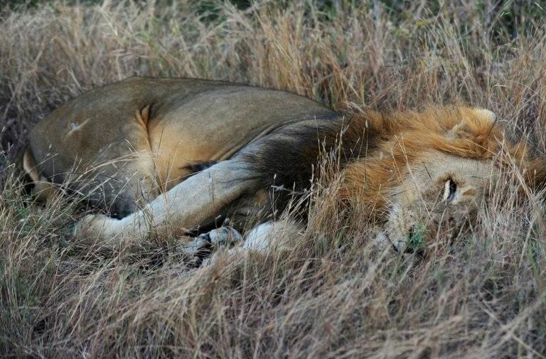 A lion at Kruger National Park in South Africa where there are just 3,000 lions in the wild in the country's parks