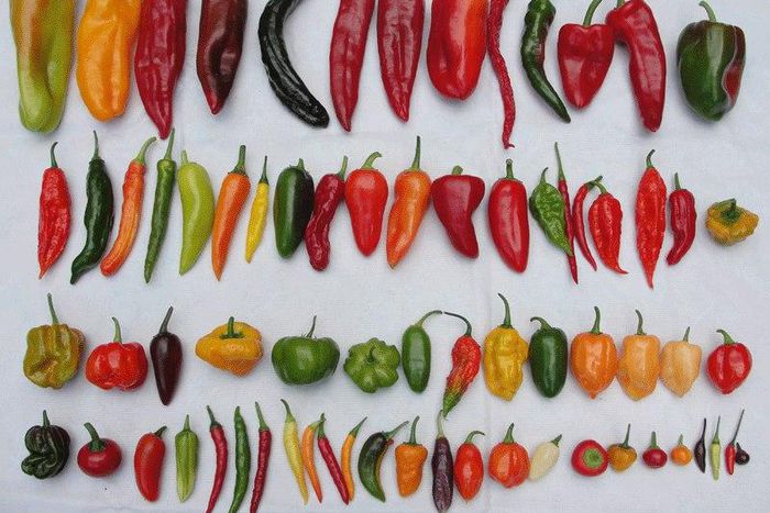 The different types of peppers we have in Nigeria