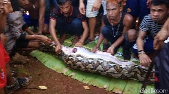 Shock as missing woman was found found inside a python
