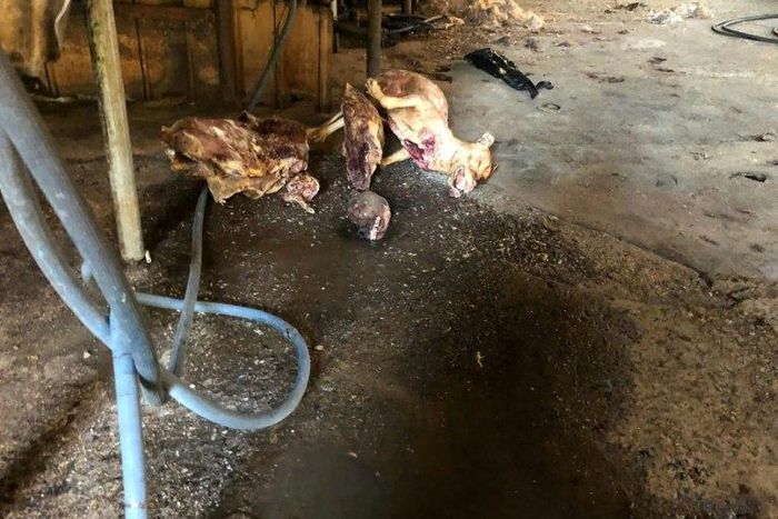 The Taepyeong-dong complex housed at least six dog slaughterhouses that could hold several hundred animals at a time