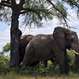 African elephants, the largest land animals on Earth, sometimes live into their seventies. They are famously social animals, living in complex communities and forging relationships that can last a lifetime