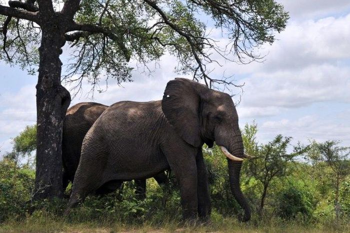 African elephants, the largest land animals on Earth, sometimes live into their seventies. They are famously social animals, living in complex communities and forging relationships that can last a lifetime