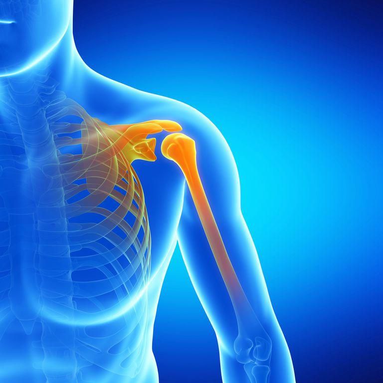 An illustration of the shoulder joint.