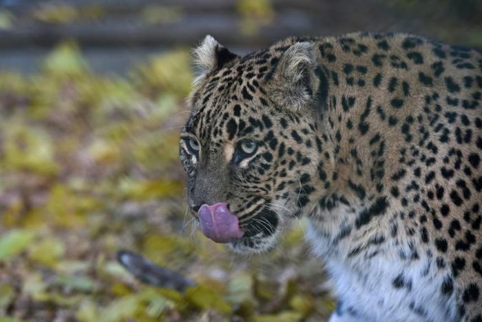 Official estimates suggest there are between 12,000 and 14,000 leopards in India