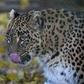 Official estimates suggest there are between 12,000 and 14,000 leopards in India