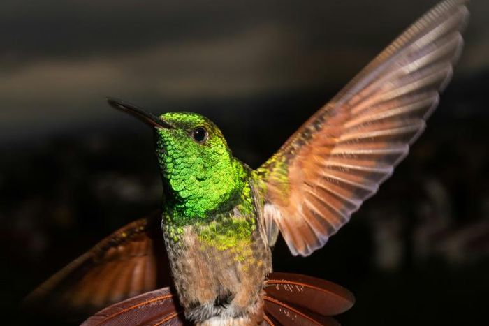 Mexico City has 17 of the world's 330 hummingbird species