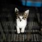 Shops will only be allowed to deal with animal welfare shelters or the primary breeders of the pet