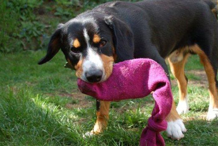 ___9044847___2018___10___30___10___Dogs-sniffing-malaria