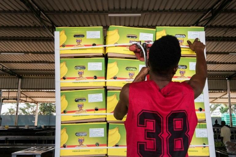 As many as 4,000 boxes of bananas are prepared daily, with the best-looking fruit earmarked for dispatch to foreign markets