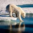 Persistent heat records have rattled the fragile Arctic for each of the past five years, a record-long warming streak, said the 2018 Arctic Report Card, released by the National Oceanic and Atmospheric Administration