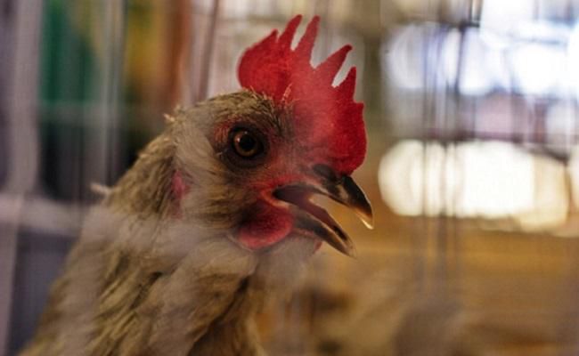 Live chicken in cage [Care2]