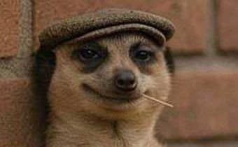 Meerkat - Forbes