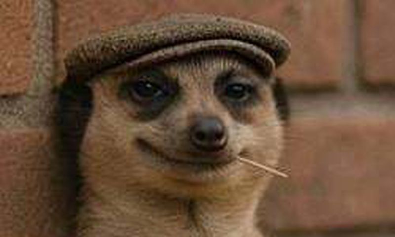 Meerkat - Forbes