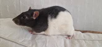7 reasons to consider keeping rats as pets