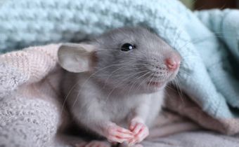 Rat - istock