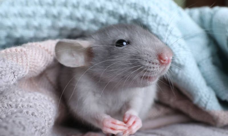 Rat - istock