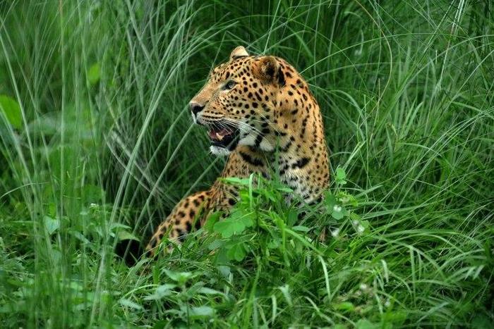 A leopard joins birds, stray cattle and dogs on the list of animals that have disrupted flights at Kathmandu aiport