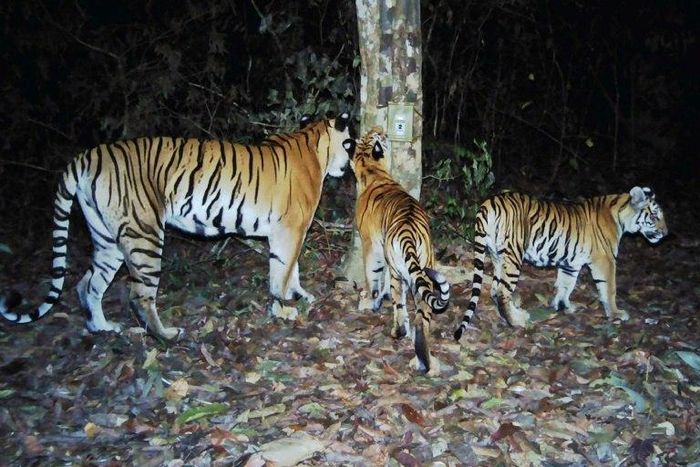In this photo taken in 2016 and released by Panthera, a wild cat preservation group, on March 28, 2017, three Indochinese tigers roam the forest in eastern Thailand