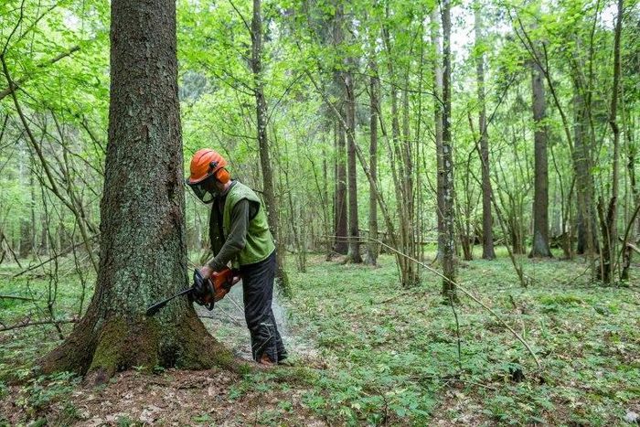 Poland's right-wing government says it authorized logging in the Bialowieza Forest, a UNESCO World Heritage site, but the EU has ordered logging activity to be suspended as scientists allege the logging is a cover for commercial activity