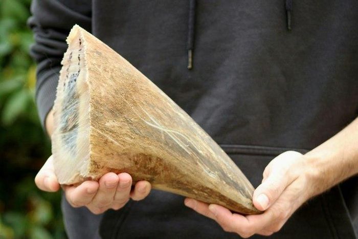 A Czech zoo has begun dehorning its herd of rare rhinos after a brutal attack in a French zoo where poachers killed a white rhino and hacked off its horns