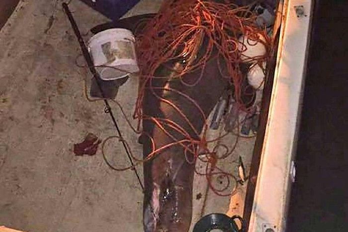 A 2.7 metre (8.8 feet) great white shark, which leapt into the boat of fisherman Terry Selwood, near Evans Head in northern New South Wales state