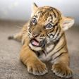 Baby Tiger