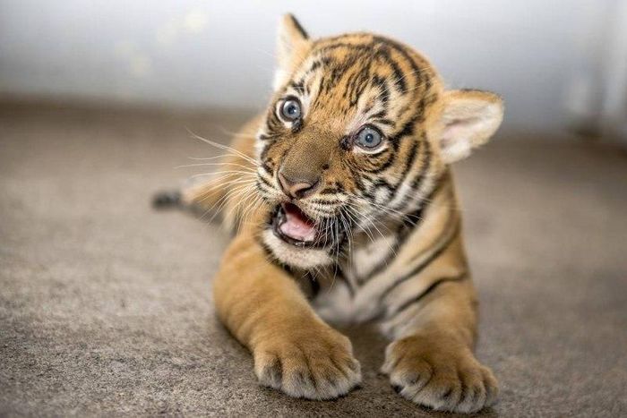 Baby Tiger