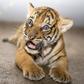 Baby Tiger