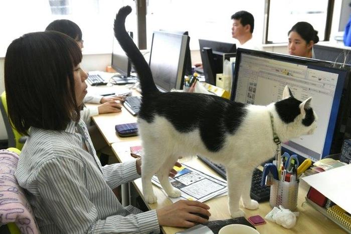A cat walks across the desk at an IT office in Tokyo, where felines help alleviate stress and anxiety