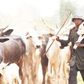 Sokoto LG seeks patrol teams to tackle cattle rustling