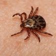 ​Lyme Disease Isn’t the Only Tick-Borne Illness You Need to Worry About This Spring