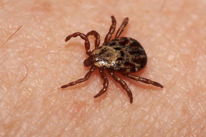 ​Lyme Disease Isn’t the Only Tick-Borne Illness You Need to Worry About This Spring