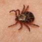 ​Lyme Disease Isn’t the Only Tick-Borne Illness You Need to Worry About This Spring