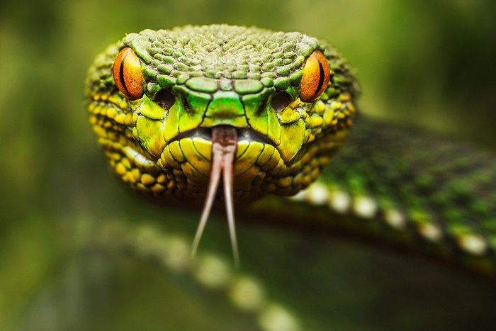 snake venom make heart drugs safer