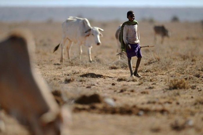 The drought in Kenya has exacerbated clashes between pastoralist communities, which have left over 30 people dead, and also imperilled wildlife