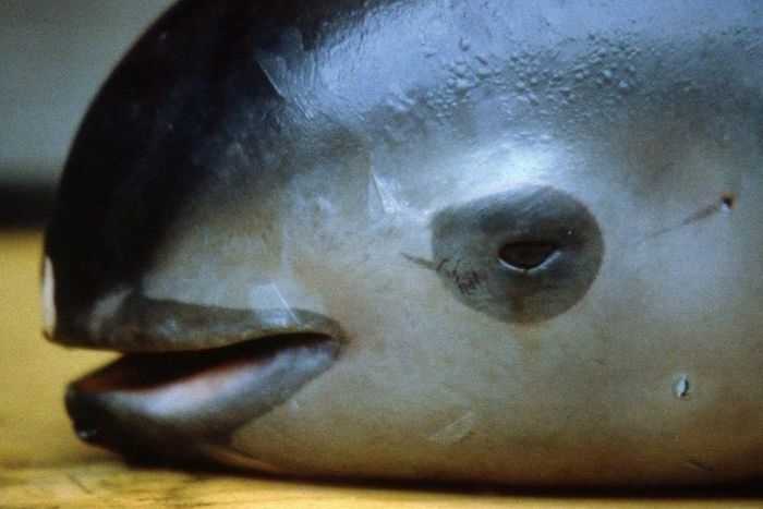 Scientists warned in February there are only 30 remaining vaquita marina, the world's smallest porpoise, and they face extinction by 2022