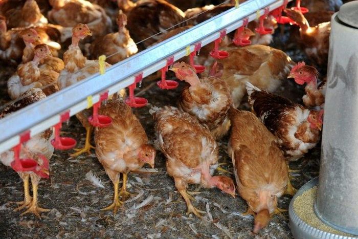 Czech authorities detected highly-contagious bird flu in the first such cases in a decade