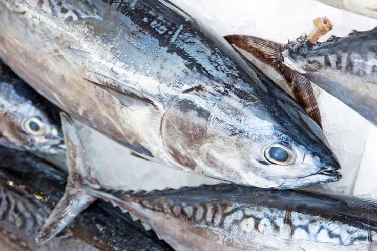 Tuna fish.