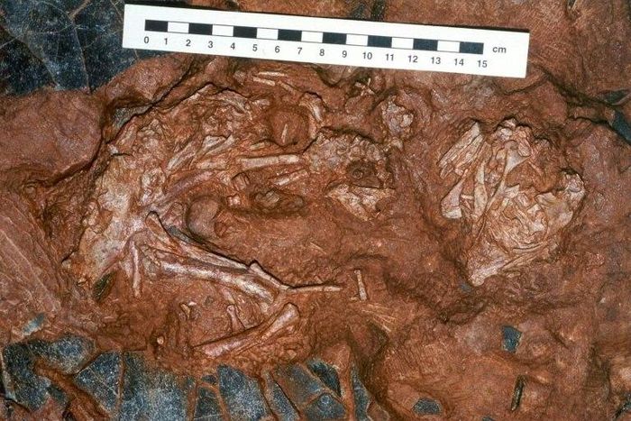 A 90 million-year-old embryo of Beibelong - "baby dragon from China" - on top of eggshells (dark grey in colour)