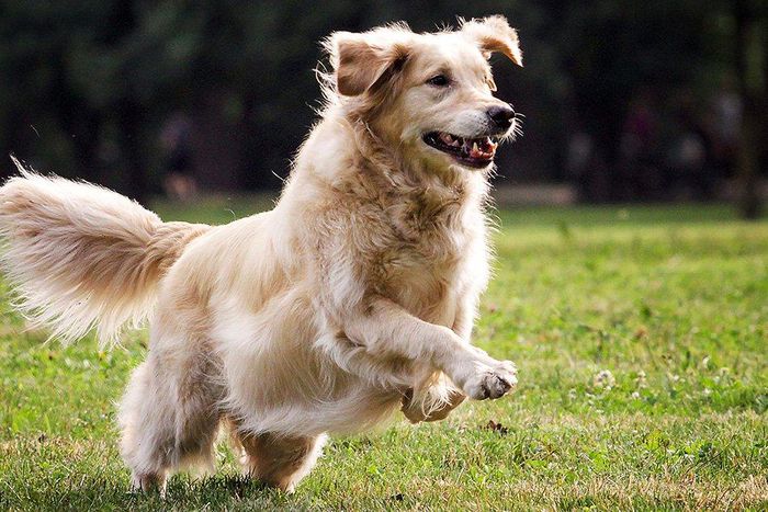 this dog ultimate swole mate